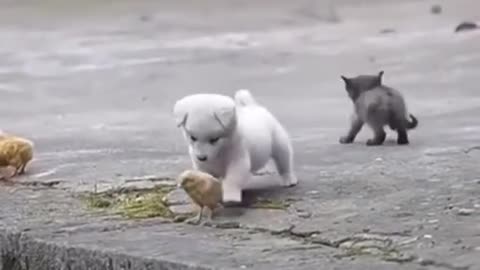 Cute Puppy Playing with Chickens