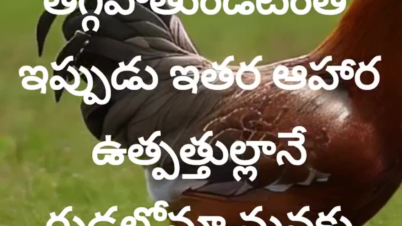 Interesting Facts About Eggs - Egg varieties | కోడిగుడ్డు కి అదనపు హంగులు |