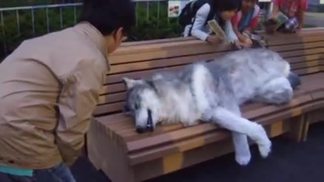 Man Wears Realistic Wolf Suit