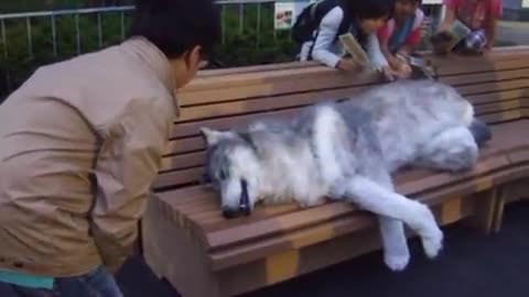 Man Wears Realistic Wolf Suit