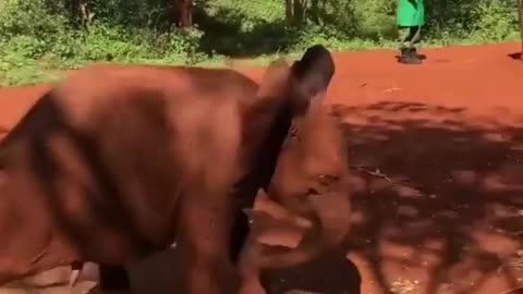 Little Baby Elephant