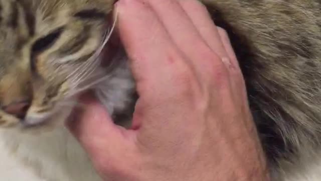 very cunning cat