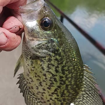 Black crappie