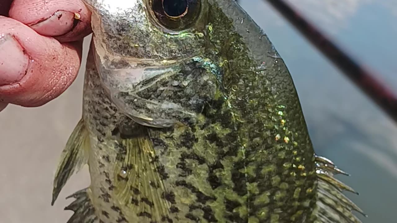 Black crappie