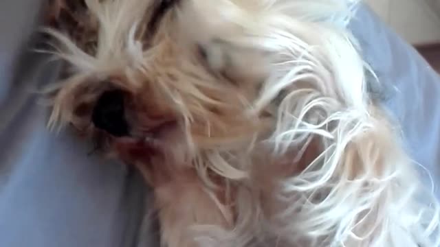 Light brown and white curly haired dog laying in bed covering face