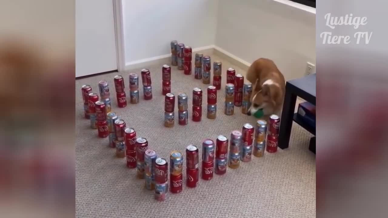 Cats and Dogs makes us happy.