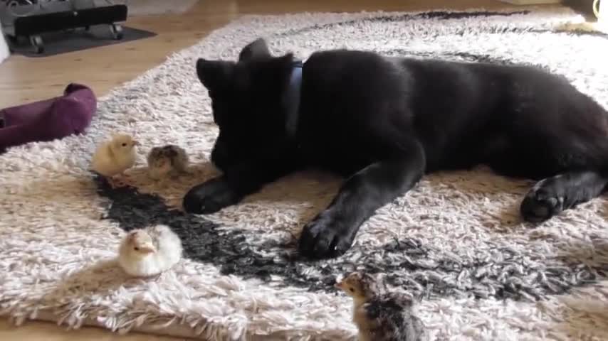 German Shepherd puppy greets newborn chicks