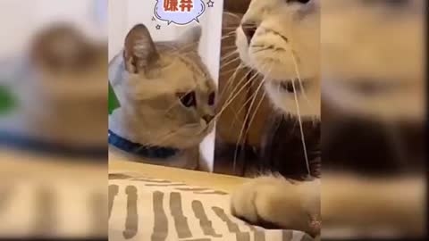 Baby Cat _ Cute and Funny Cats Video Compilation!!