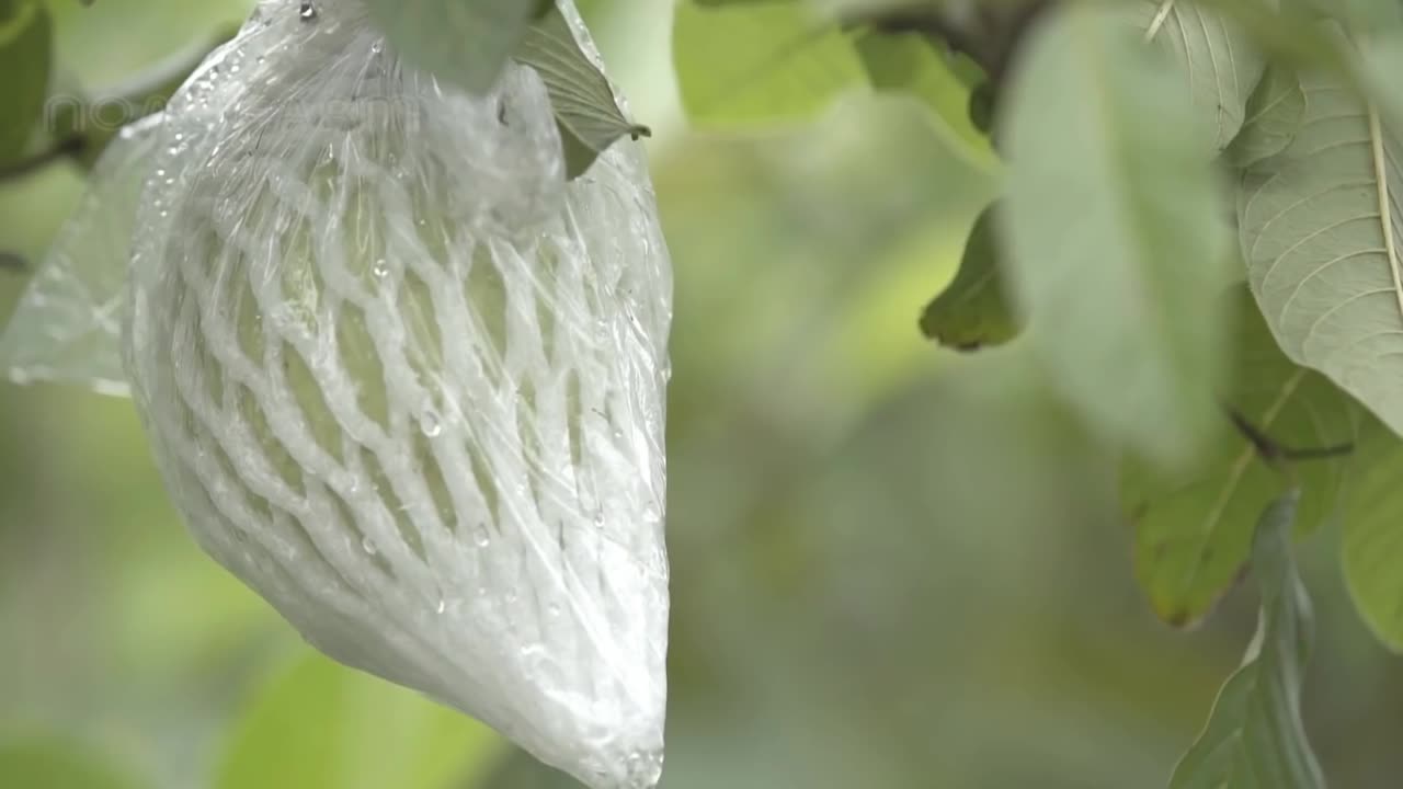 Organic Guava Cultivation Technology - Guava Farming And Harvest