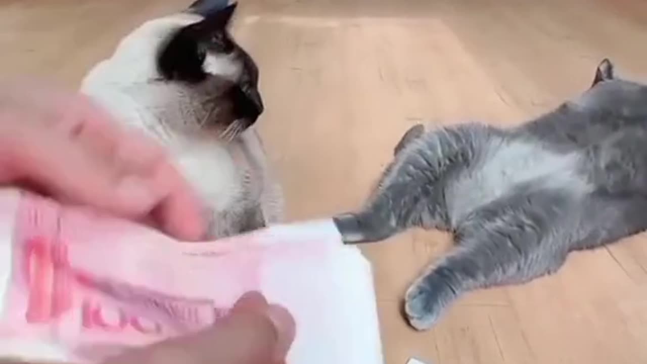 Latest funny cute dogs and cat video 🐕🐈🤩😂"""Don't laugh🤩😂""