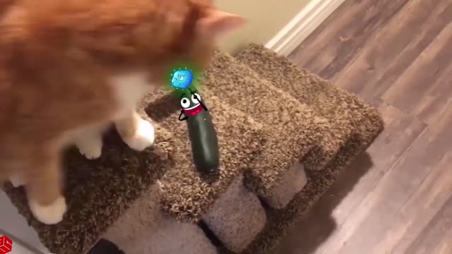 How to Prank Your Cat ??