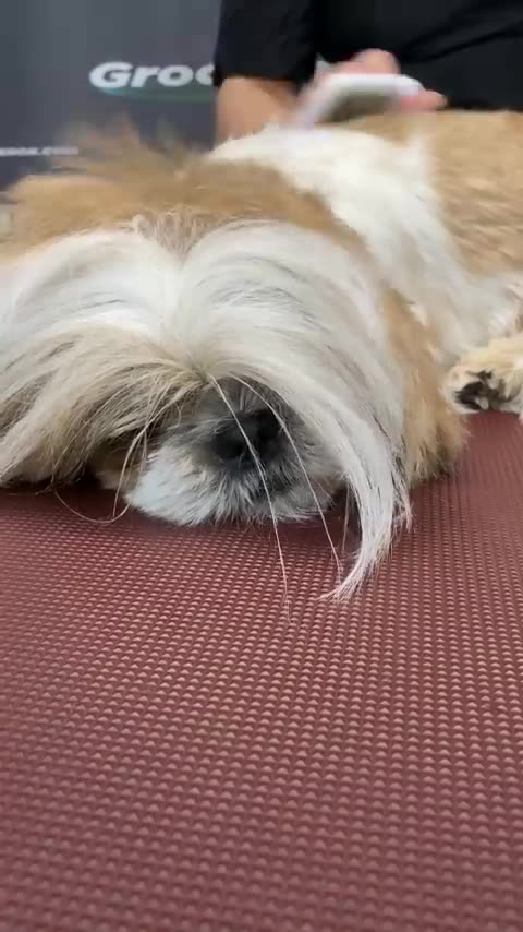 Gluco 6 - Natural Supplement for Glucose Metabolism Support | Blood Sugar Control BUY NOW AND SAVE