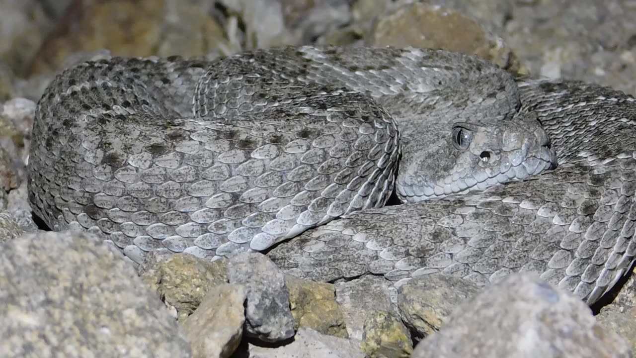 Western Diamondback Rattlesnake - Grey scale variation (2)