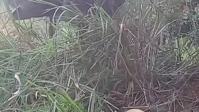 Peacock Nest with Egg, Peacock protecting Egg