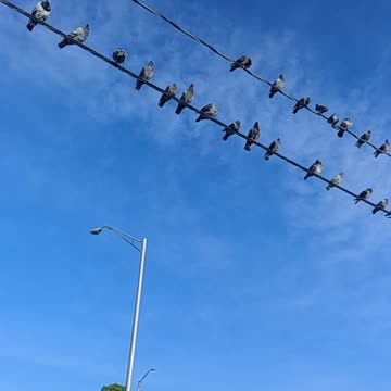 It's A Pigeon Party!