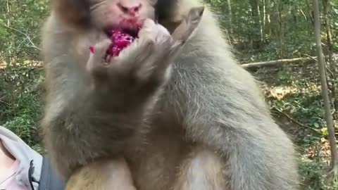 Monkey eating food 😋