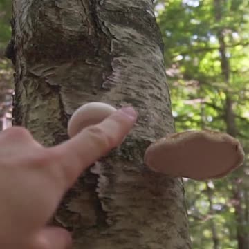 This Wild Mushroom is a Survival Multi-Tool!