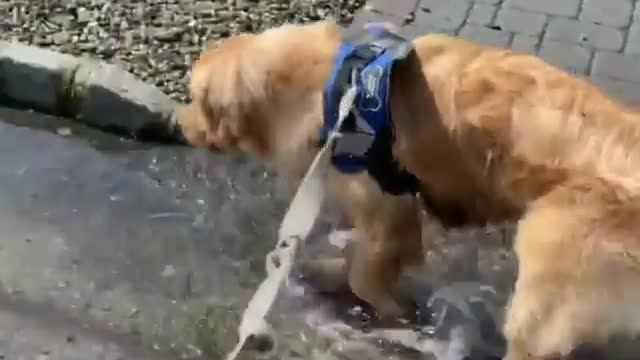 Dogs funny life videos