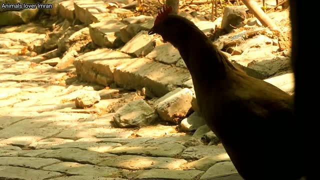 Rooster and chicken crowing sound compilation