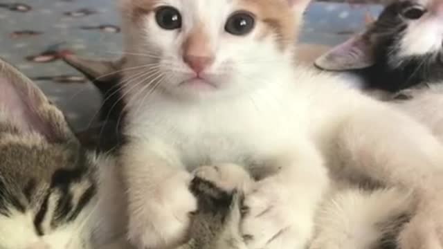 Funniest Cat 😻 - Awesome Funny Pet Animals Videos