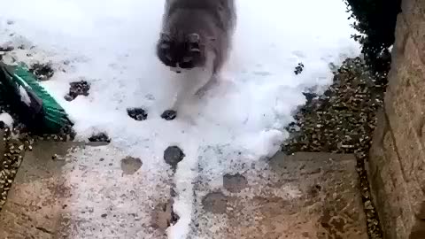 Cat Funny Cat Cute videos Cat Funny Videos