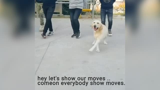 lets dance with doggo