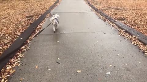 Cute dog video. Buddy drying himself after walking in the rain.