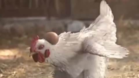 hen