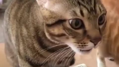 Funny animal video #funyfail #animal