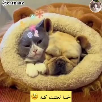 When a dog and a cat sleep together and the dog becomes rude