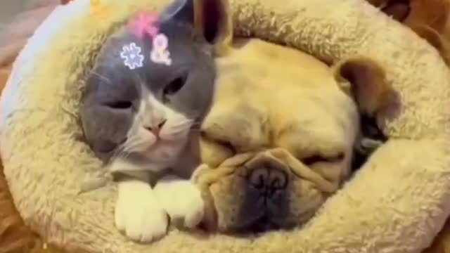 When a dog and a cat sleep together and the dog becomes rude