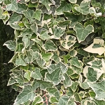 Common Ivy