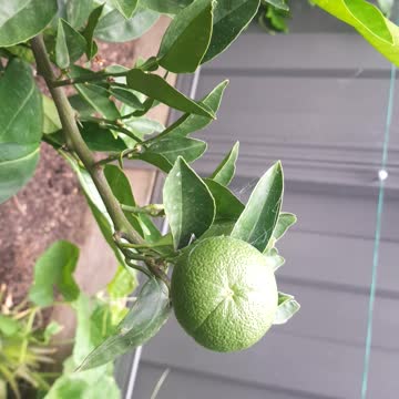 Orange tree day 20