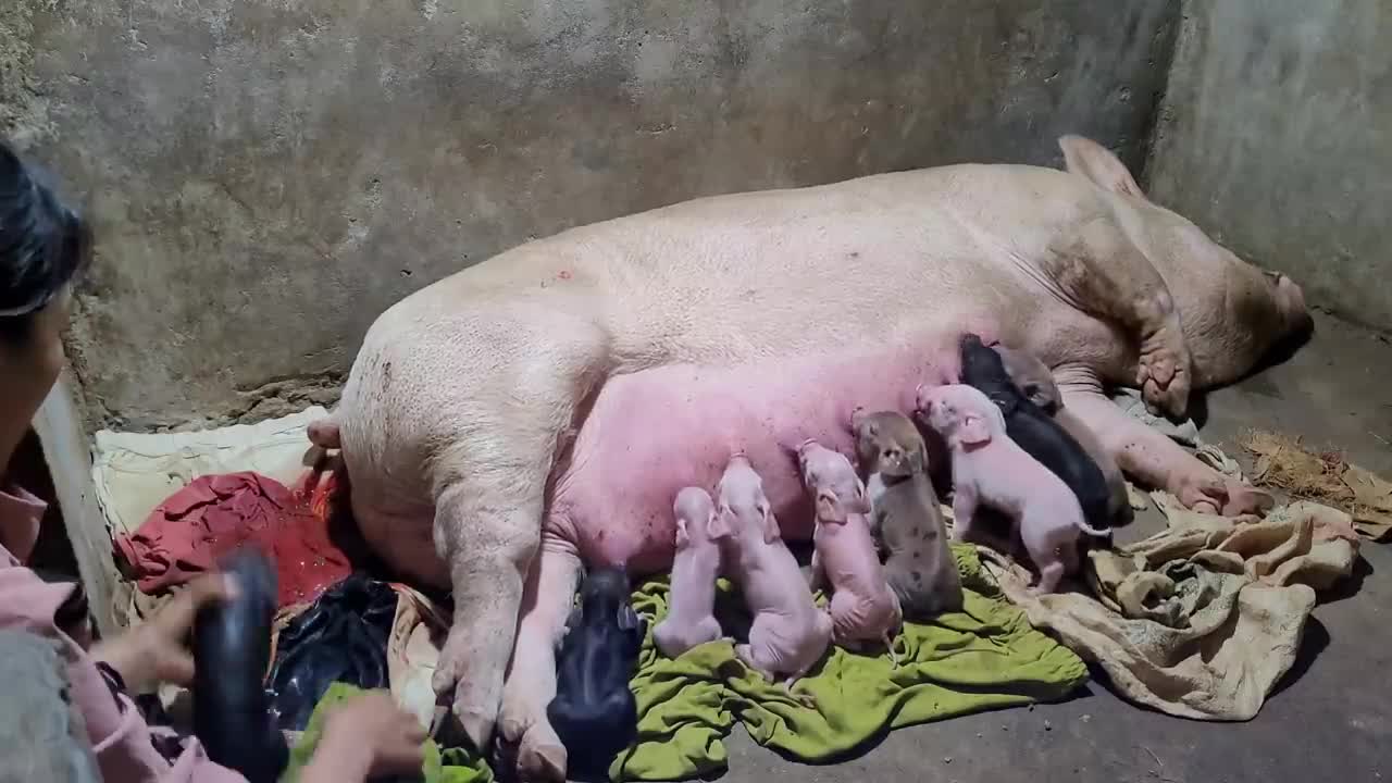 Caring, Midwifery for Sows to have many piglets