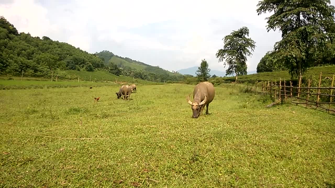 Buffalo grazing grass - a peaceful countryside