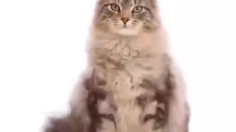 Stages of growth of cats slow motion