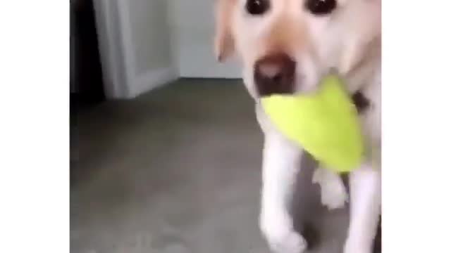 Best Funny Animal Videos 2022 😺 Funny Dog Videos 2022 😁 Funniest Dog Videos 😁😇