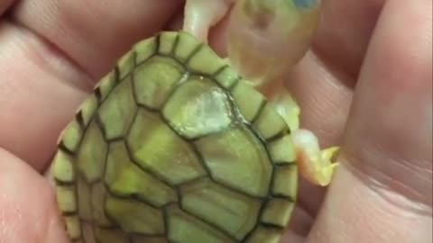 Funny turtle