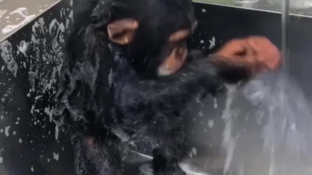 Showering Monkey