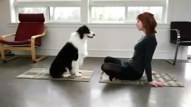 Dog helps his owner in Yoga