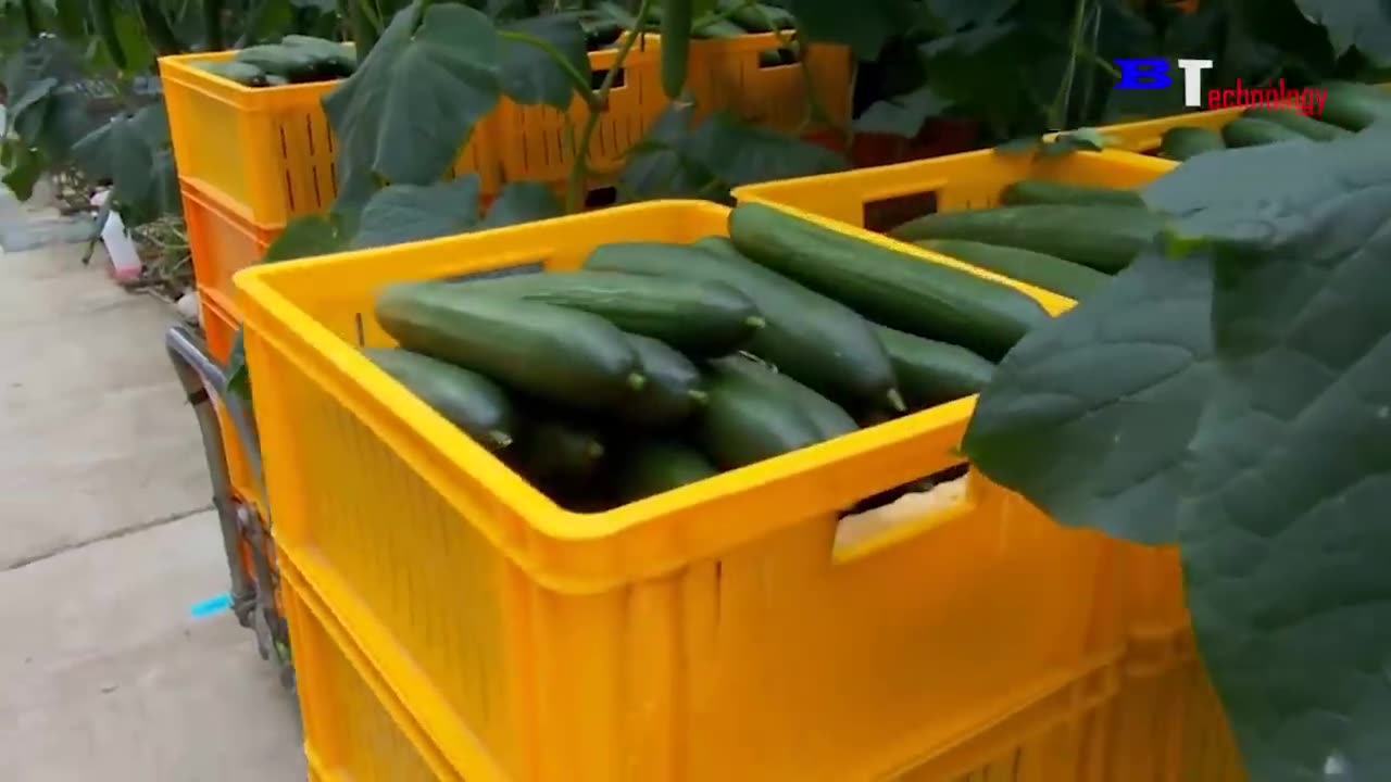 Amazing Agriculture Technology, Plant and Harvest Cucumbers in The Net House, Harvest Bell Peppers