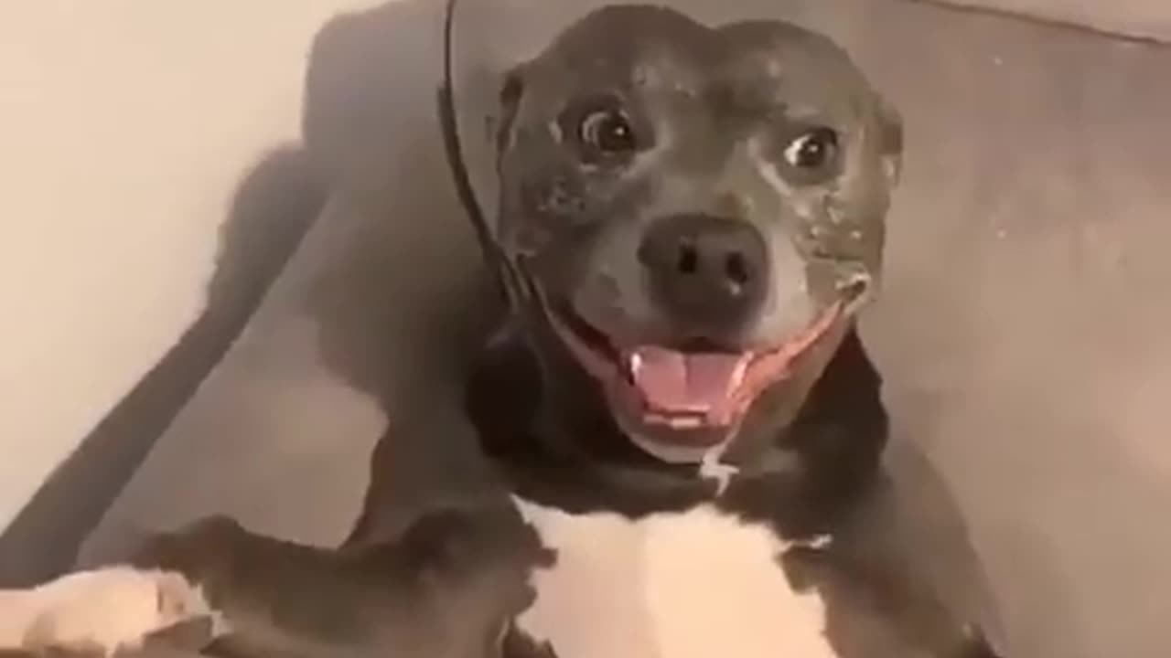 Funny dog 🐕