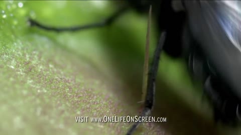 Venus fly trap in deadly action | One Life | BBC