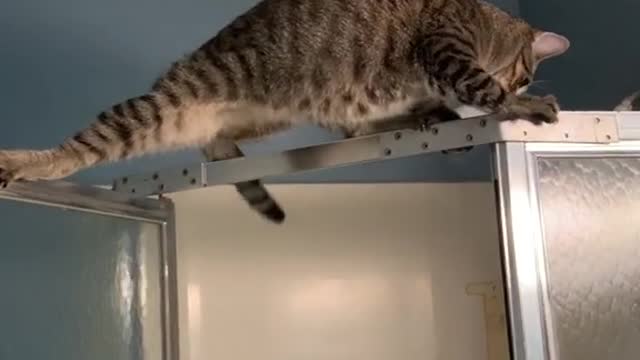 He's in a little trouble 😂 | Very Cute Cat