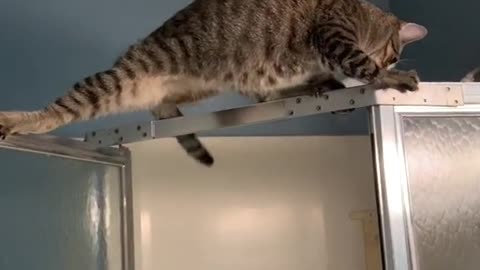 He's in a little trouble 😂 | Very Cute Cat