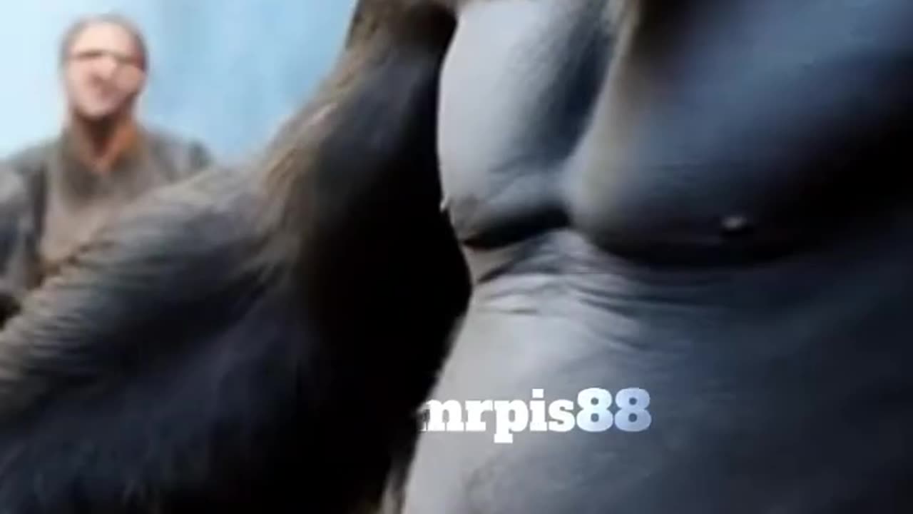 King_kong_funny_video
