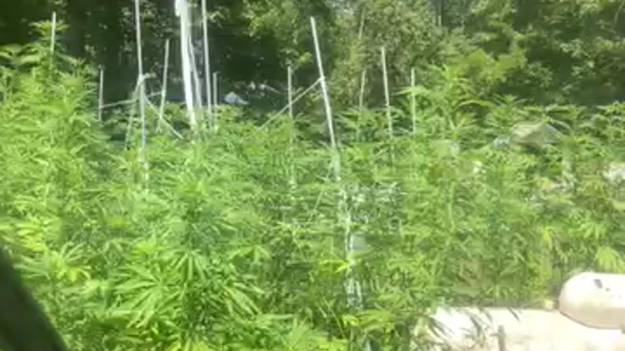 Kamala the middle woman media pimping right hand side by Derek Hunter p 08