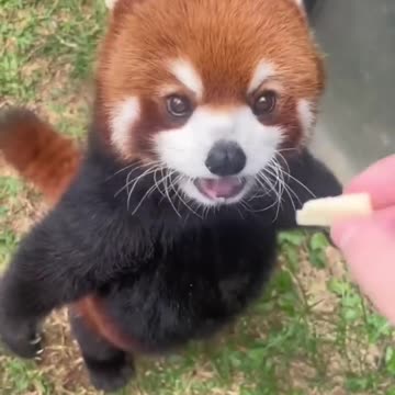 Have you ever seen a Red Panda 🥰❤️