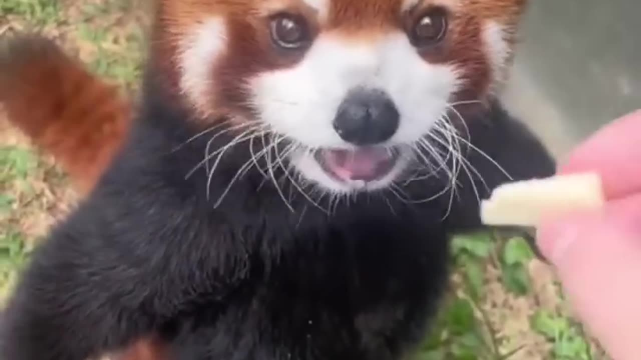 Have you ever seen a Red Panda 🥰❤️