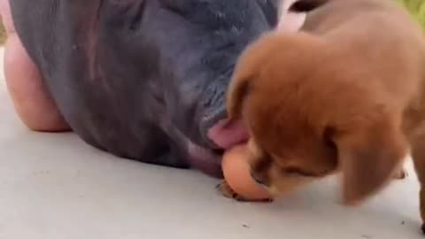 Dog play with eggs but meet Pig